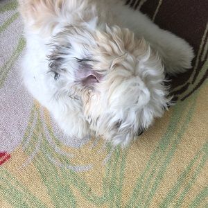 Meet your Posher, Addy